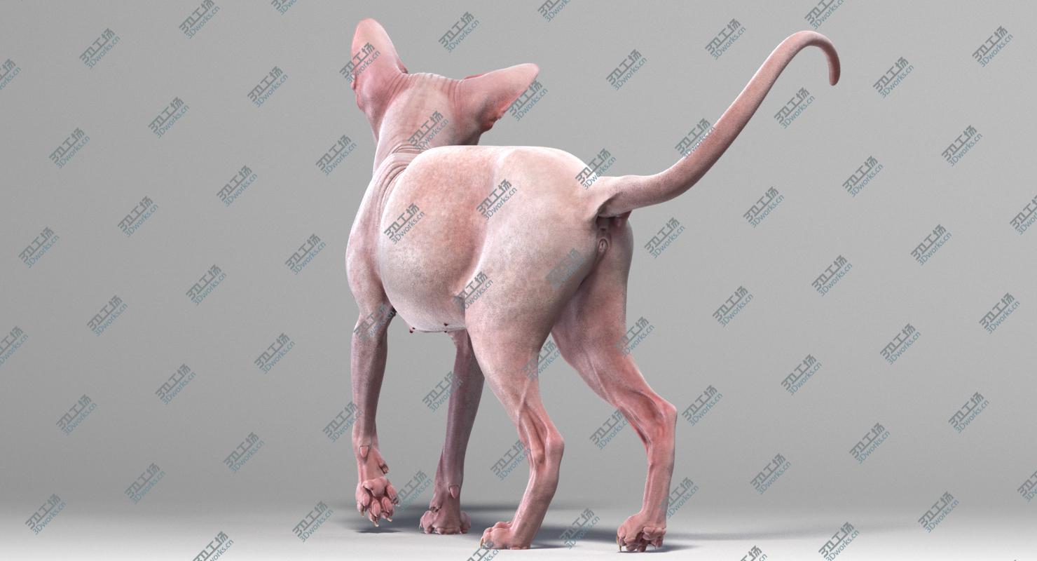 images/goods_img/2021040165/Sphynx Cat (2) 3D model/4.jpg